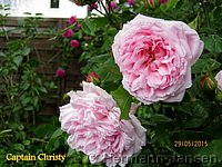 Rose Captain Christy